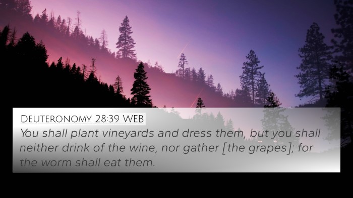 Deuteronomy 28:39 WEB 4K Wallpaper - You shall plant vineyards and dress them, but you - 4K Wallpaper Bible Verse