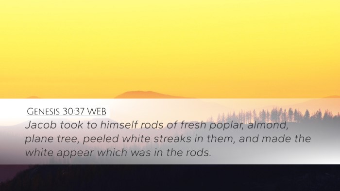 Genesis 30:37 WEB Bible Verse Image