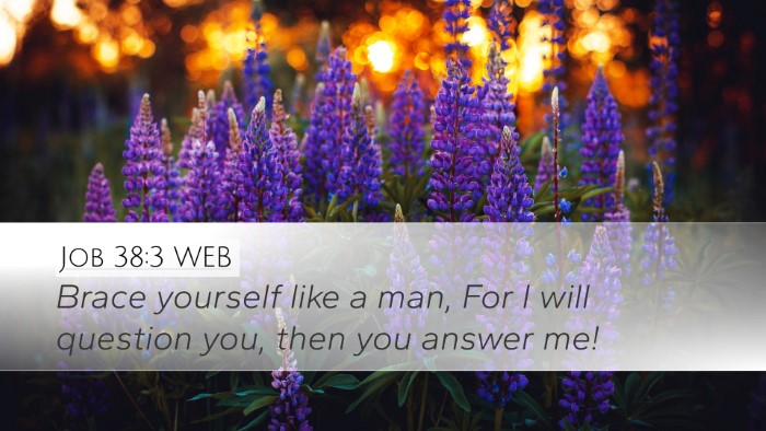 Job 38:3 WEB Desktop Wallpaper - Brace yourself like a man, For I will question - Desktop Bible Verse Wallpaper
