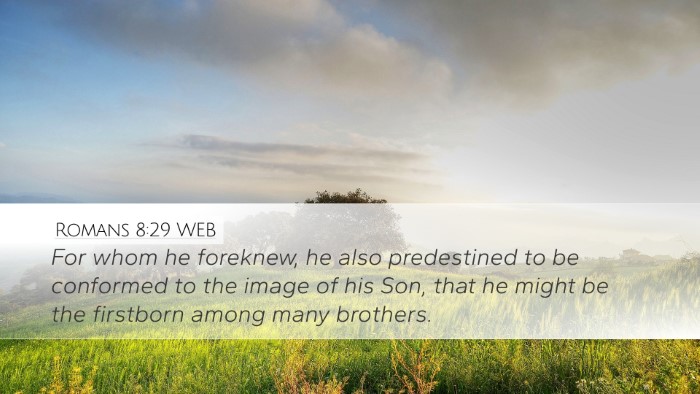 Romans 8:29 WEB Bible Verse Image