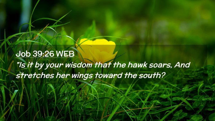 Picture 02 - Job 39:26 WEB Desktop Wallpaper - 