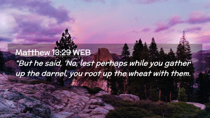 Picture 02 - Matthew 13:29 WEB Desktop Wallpaper - 