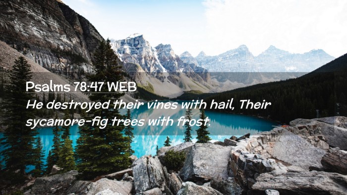 Picture 02 - Psalms 78:47 WEB Desktop Wallpaper - He destroyed their vines with hail, Their - Desktop Bible Verse Wallpaper