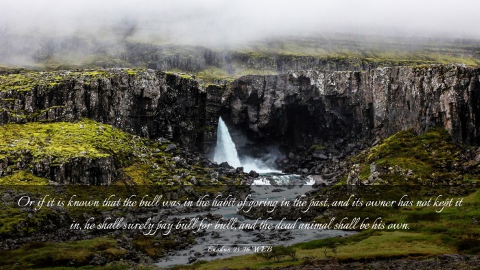 Picture 03 - Exodus 21:36 WEB Desktop Wallpaper - Or if it is known that the bull was in the habit - Desktop Bible Verse Wallpaper