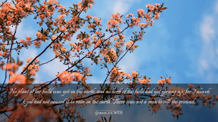Picture 03 - Genesis 2:5 WEB Desktop Wallpaper - No plant of the field was yet in the earth, and - Desktop Bible Verse Wallpaper