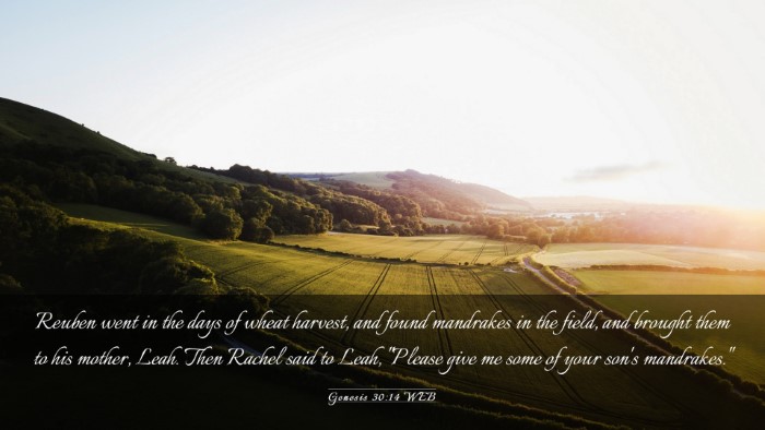 Picture 03 - Genesis 30:14 WEB Desktop Wallpaper - Reuben went in the days of wheat harvest, and - Desktop Bible Verse Wallpaper