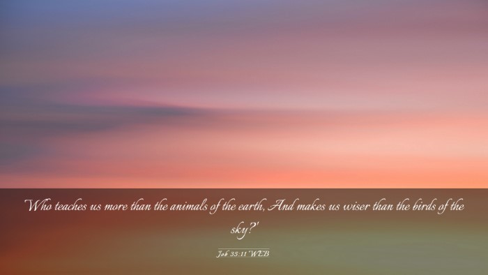 Picture 03 - Job 35:11 WEB Desktop Wallpaper - Who teaches us more than the animals of the - Desktop Bible Verse Wallpaper