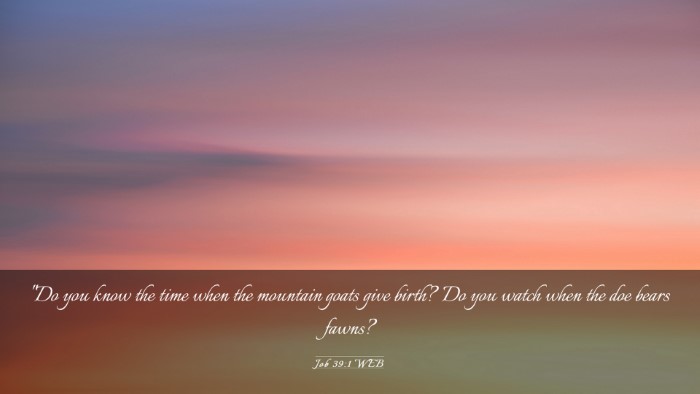 Picture 03 - Job 39:1 WEB Desktop Wallpaper - 