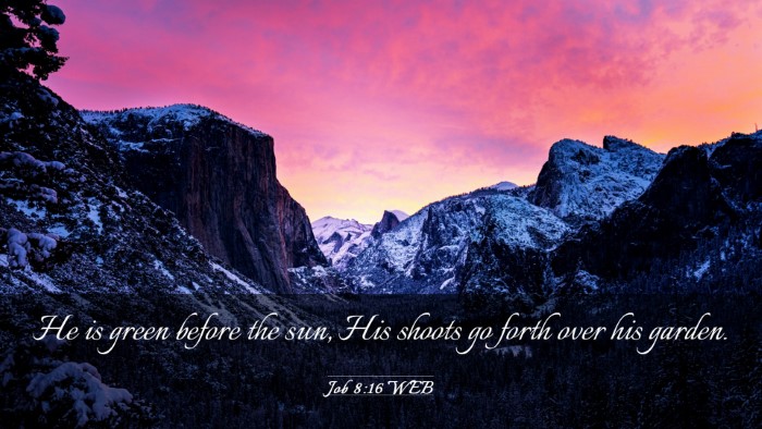 Picture 03 - Job 8:16 WEB Desktop Wallpaper - He is green before the sun, His shoots go forth - Desktop Bible Verse Wallpaper