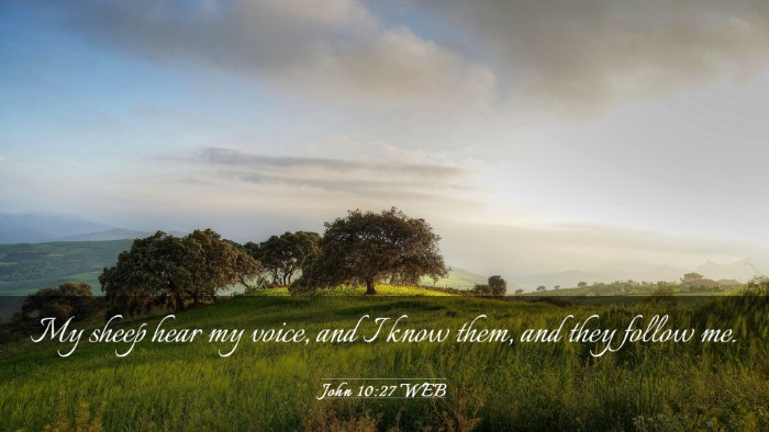 Picture 03 - John 10:27 WEB Desktop Wallpaper - My sheep hear my voice, and I know them, and they - Desktop Bible Verse Wallpaper