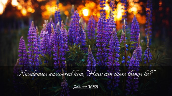 Picture 03 - John 3:9 WEB Desktop Wallpaper - Nicodemus answered him, 