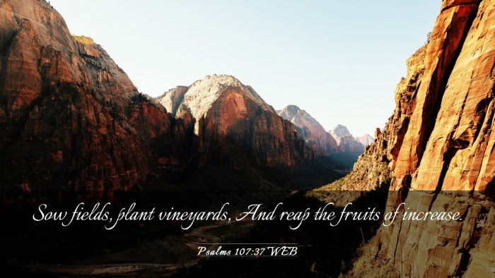 Picture 03 - Psalms 107:37 WEB Desktop Wallpaper - Sow fields, plant vineyards, And reap the fruits - Desktop Bible Verse Wallpaper