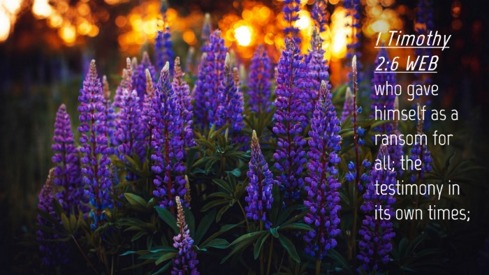 Picture 04 - 1 Timothy 2:6 WEB Desktop Wallpaper - who gave himself as a ransom for all; the - Desktop Bible Verse Wallpaper