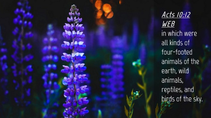 Picture 04 - Acts 10:12 WEB Desktop Wallpaper - in which were all kinds of four-footed animals of - Desktop Bible Verse Wallpaper