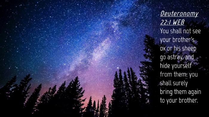 Picture 04 - Deuteronomy 22:1 WEB Desktop Wallpaper - You shall not see your brother's ox or his sheep - Desktop Bible Verse Wallpaper