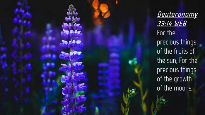 Picture 04 - Deuteronomy 33:14 WEB Desktop Wallpaper - For the precious things of the fruits of the sun, - Desktop Bible Verse Wallpaper