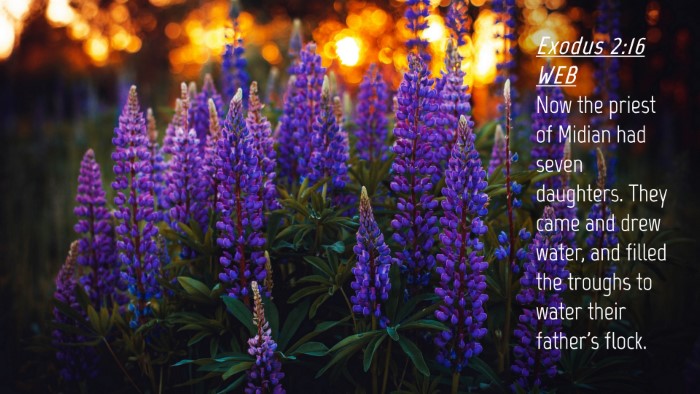 Picture 04 - Exodus 2:16 WEB Desktop Wallpaper - Now the priest of Midian had seven daughters. - Desktop Bible Verse Wallpaper