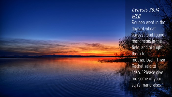 Picture 04 - Genesis 30:14 WEB Desktop Wallpaper - Reuben went in the days of wheat harvest, and - Desktop Bible Verse Wallpaper