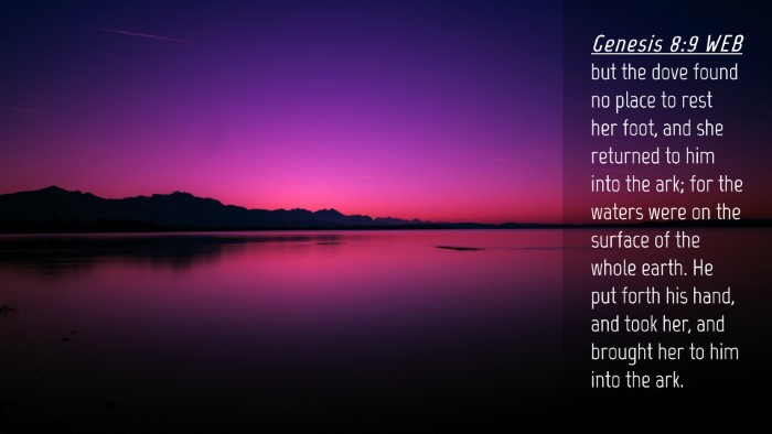 Picture 04 - Genesis 8:9 WEB Desktop Wallpaper - but the dove found no place to rest her foot, and - Desktop Bible Verse Wallpaper