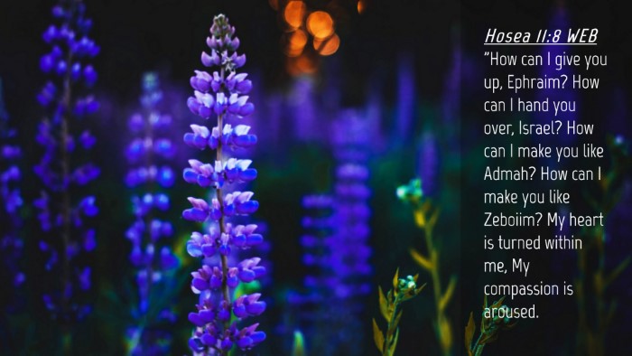 Picture 04 - Hosea 11:8 WEB Desktop Wallpaper - 