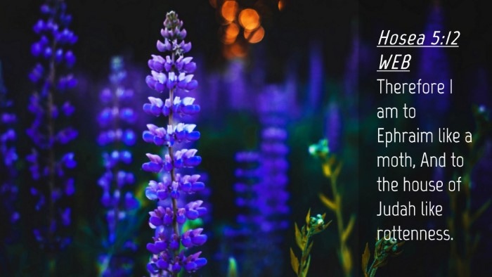 Picture 04 - Hosea 5:12 WEB Desktop Wallpaper - Therefore I am to Ephraim like a moth, And to the - Desktop Bible Verse Wallpaper