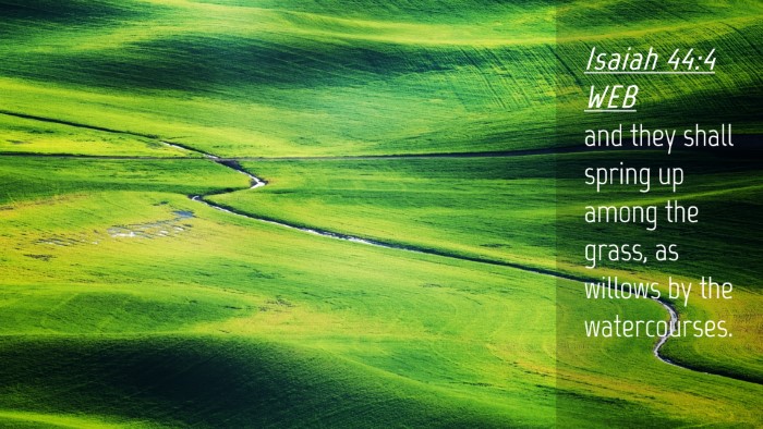 Picture 04 - Isaiah 44:4 WEB Desktop Wallpaper - and they shall spring up among the grass, as - Desktop Bible Verse Wallpaper