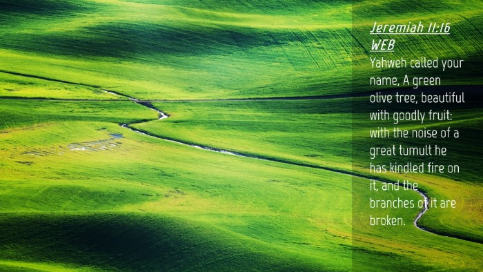 Picture 04 - Jeremiah 11:16 WEB Desktop Wallpaper - Yahweh called your name, A green olive tree, - Desktop Bible Verse Wallpaper