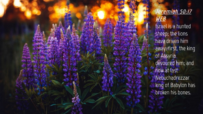 Picture 04 - Jeremiah 50:17 WEB Desktop Wallpaper - Israel is a hunted sheep; the lions have driven - Desktop Bible Verse Wallpaper