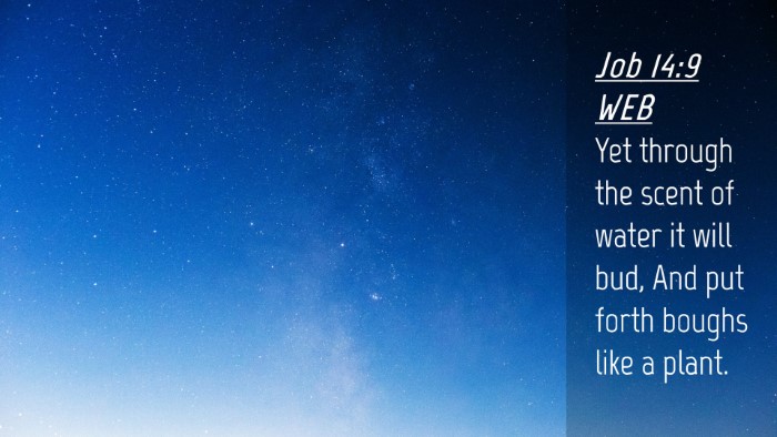 Picture 04 - Job 14:9 WEB Desktop Wallpaper - Yet through the scent of water it will bud, And - Desktop Bible Verse Wallpaper