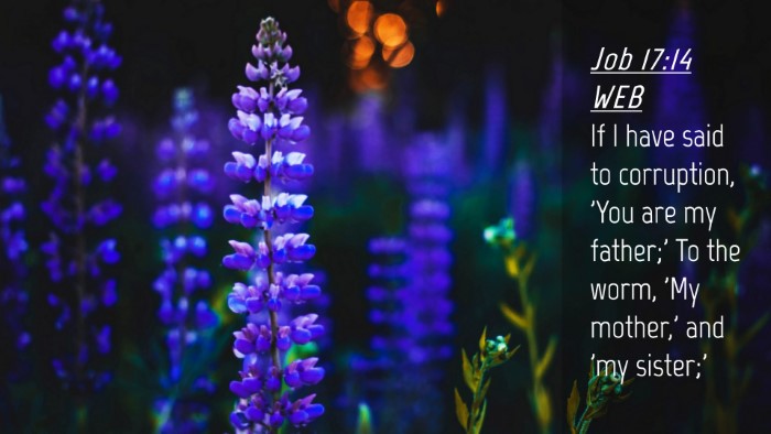 Picture 04 - Job 17:14 WEB Desktop Wallpaper - If I have said to corruption, 'You are my - Desktop Bible Verse Wallpaper