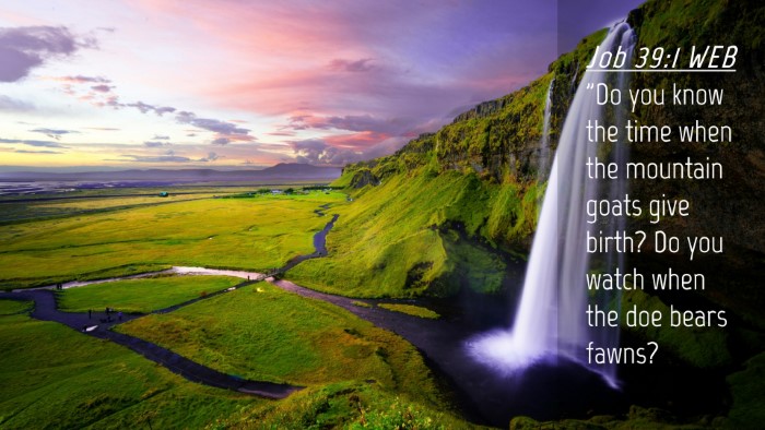 Picture 04 - Job 39:1 WEB Desktop Wallpaper - 