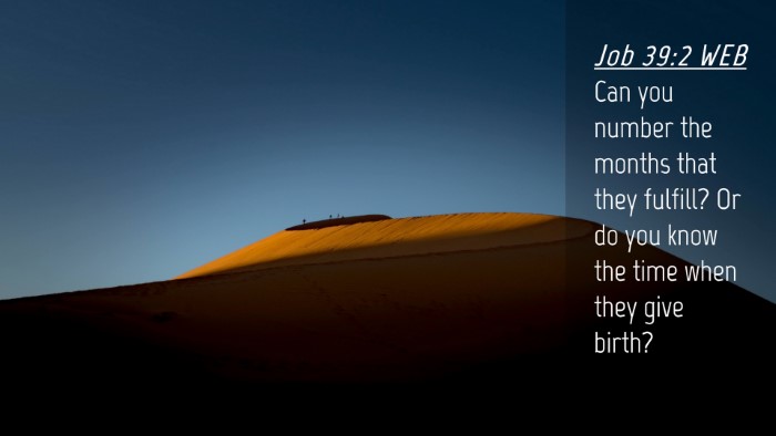 Picture 04 - Job 39:2 WEB Desktop Wallpaper - Can you number the months that they fulfill? Or - Desktop Bible Verse Wallpaper