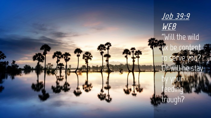 Picture 04 - Job 39:9 WEB Desktop Wallpaper - 