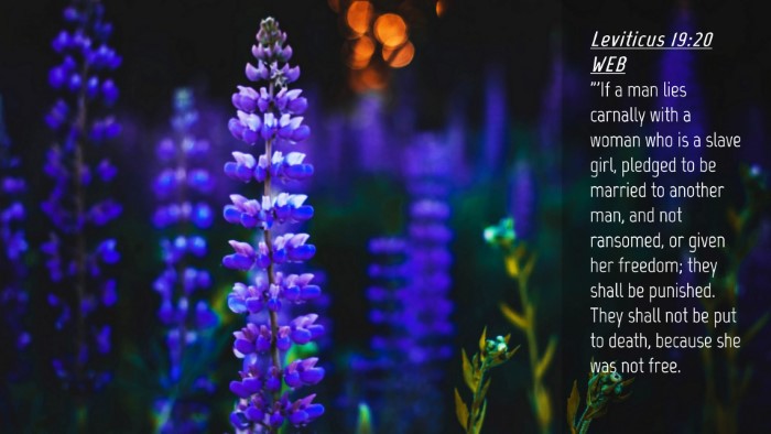 Picture 04 - Leviticus 19:20 WEB Desktop Wallpaper - 