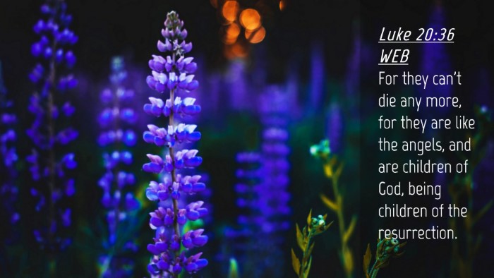 Picture 04 - Luke 20:36 WEB Desktop Wallpaper - For they can't die any more, for they are like - Desktop Bible Verse Wallpaper