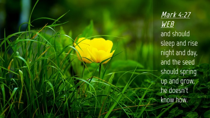 Picture 04 - Mark 4:27 WEB Desktop Wallpaper - and should sleep and rise night and day, and the - Desktop Bible Verse Wallpaper