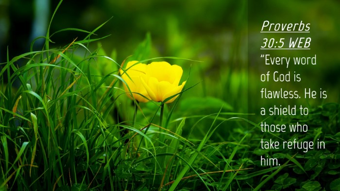 Picture 04 - Proverbs 30:5 WEB Desktop Wallpaper - 