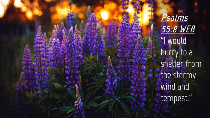 Picture 04 - Psalms 55:8 WEB Desktop Wallpaper - 