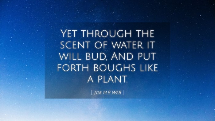 Picture 05 - Job 14:9 WEB Desktop Wallpaper - Yet through the scent of water it will bud, And - Desktop Bible Verse Wallpaper