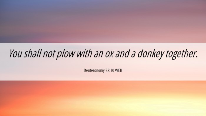 Picture 06 - Deuteronomy 22:10 WEB Desktop Wallpaper - You shall not plow with an ox and a donkey - Desktop Bible Verse Wallpaper
