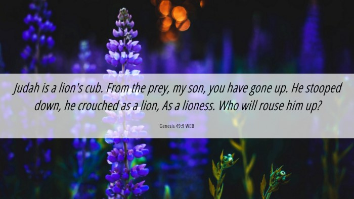 Picture 06 - Genesis 49:9 WEB Desktop Wallpaper - Judah is a lion's cub. From the prey, my son, you - Desktop Bible Verse Wallpaper