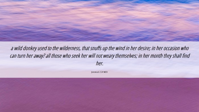 Picture 06 - Jeremiah 2:24 WEB Desktop Wallpaper - a wild donkey used to the wilderness, that snuffs - Desktop Bible Verse Wallpaper