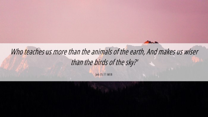 Picture 06 - Job 35:11 WEB Desktop Wallpaper - Who teaches us more than the animals of the - Desktop Bible Verse Wallpaper