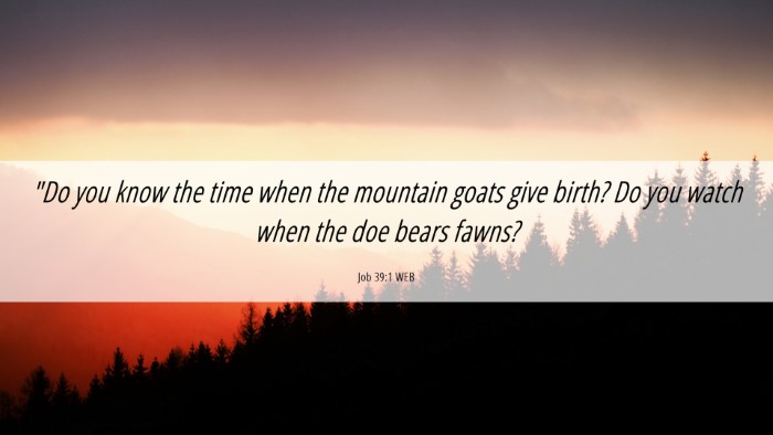 Picture 06 - Job 39:1 WEB Desktop Wallpaper - 