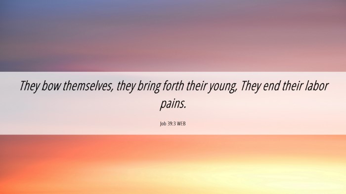 Picture 06 - Job 39:3 WEB Desktop Wallpaper - They bow themselves, they bring forth their - Desktop Bible Verse Wallpaper
