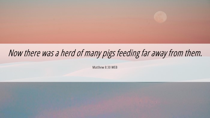 Picture 06 - Matthew 8:30 WEB Desktop Wallpaper - Now there was a herd of many pigs feeding far - Desktop Bible Verse Wallpaper