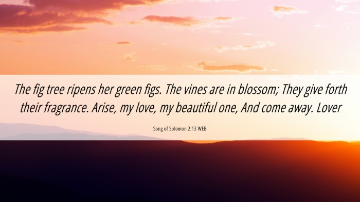 Picture 06 - Song of Solomon 2:13 WEB Desktop Wallpaper - The fig tree ripens her green figs. The vines are - Desktop Bible Verse Wallpaper