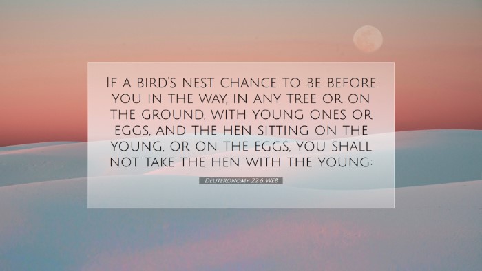 Picture 07 - Deuteronomy 22:6 WEB Desktop Wallpaper - If a bird's nest chance to be before you in the - Desktop Bible Verse Wallpaper