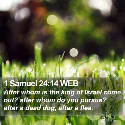 1 Samuel 24:14 WEB Bible Verse Image