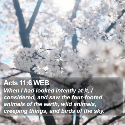 Acts 11:6 WEB Bible Verse Image